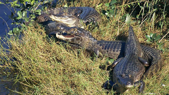 Grandes documentales - Complejo de conservación de la Amazonía Central