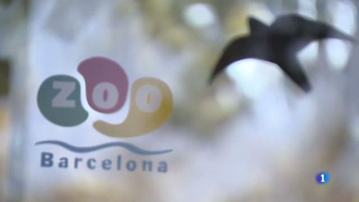 L'Informatiu - Debat sobre el model i el futur del zoo de Barcelona
