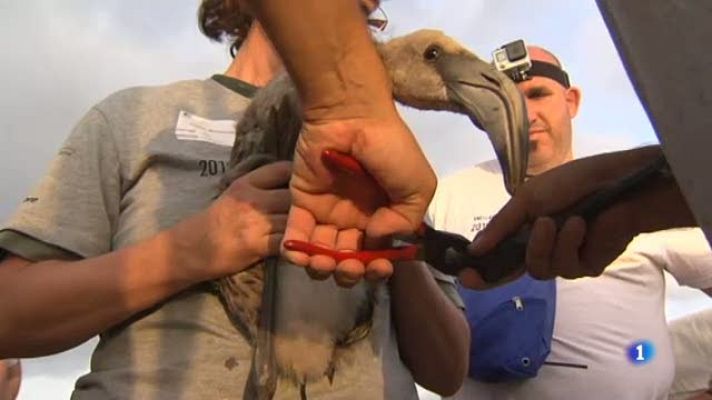 L'Informatiu - Primera anellada de flamencs al delta de l'Ebre en 4 anys