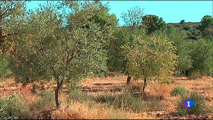 L'Informatiu - L'Informatiu 2 - 29/08/2016