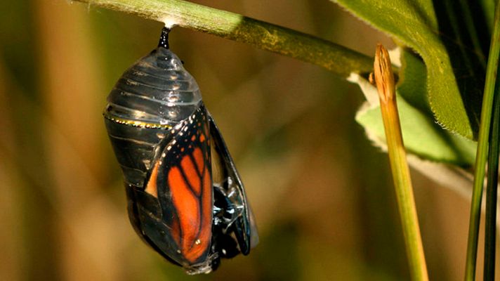 Grandes documentales - Las grandes migraciones. El instinto de reproducción