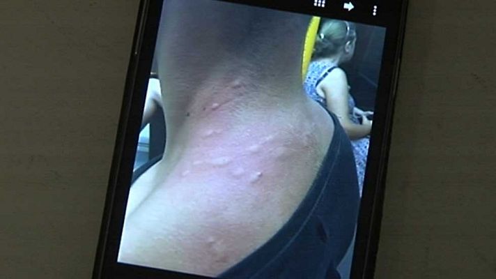 Telediario 1 - Se investiga el foco de la plaga de mosquitos que sufre Málaga