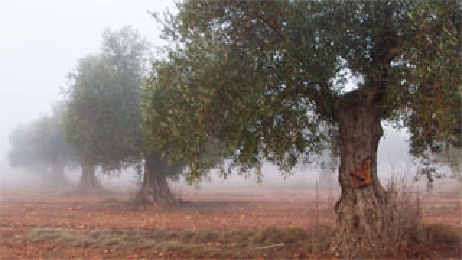 Red Natura 2000 - La Albufera de Valencia, La laguna de el Taray Y Áreas esteparias de Campo de Montiel - Avance