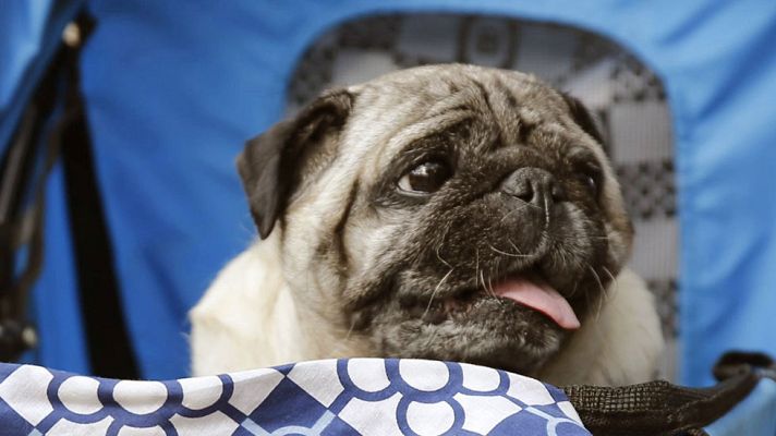 Telediario 1 - Los perros comprenden lo que dicen sus amos y cómo lo dicen