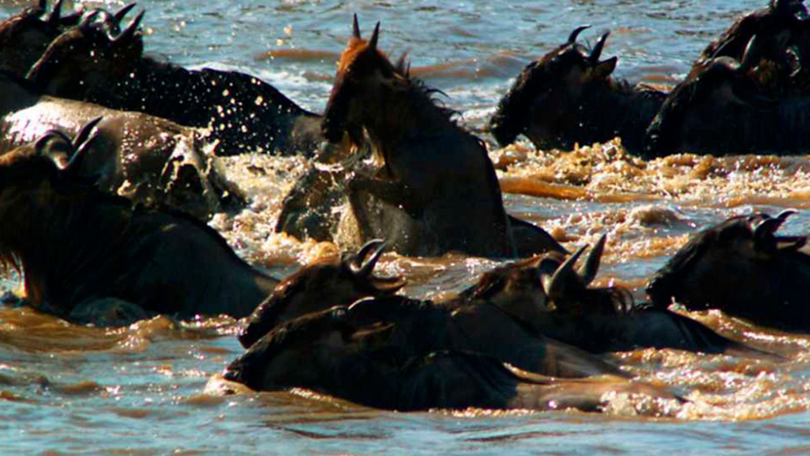 Grandes documentales - Las grandes migraciones: Festín o hambruna - ver ahora