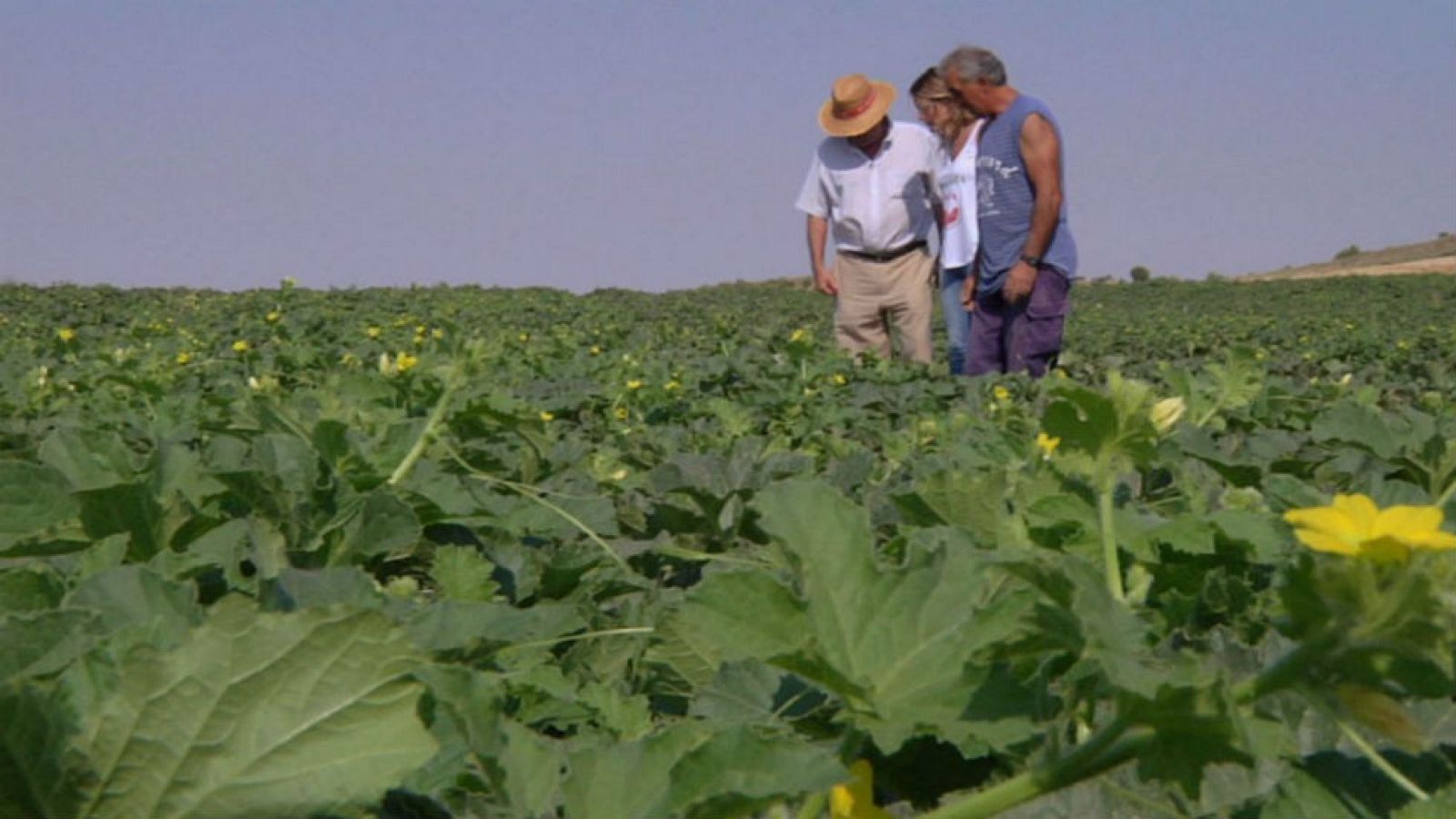 Un melonar para no parar