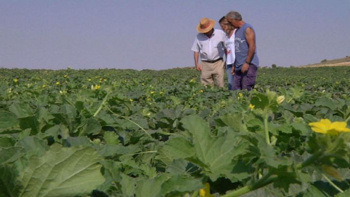 Aquí la Tierra - Un melonar para no parar