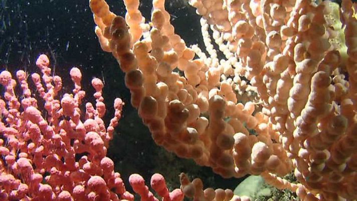 Grandes documentales - Arrecifes alienígenas