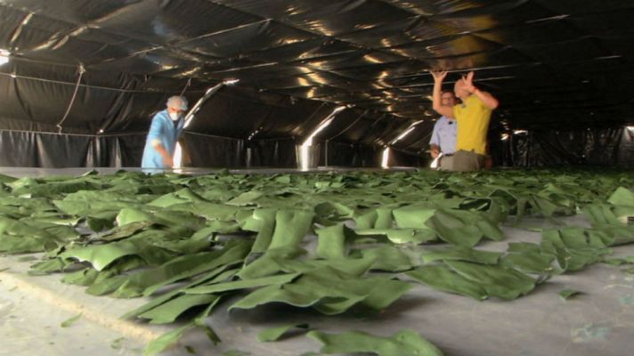 Aquí la Tierra - El superalimento del futuro