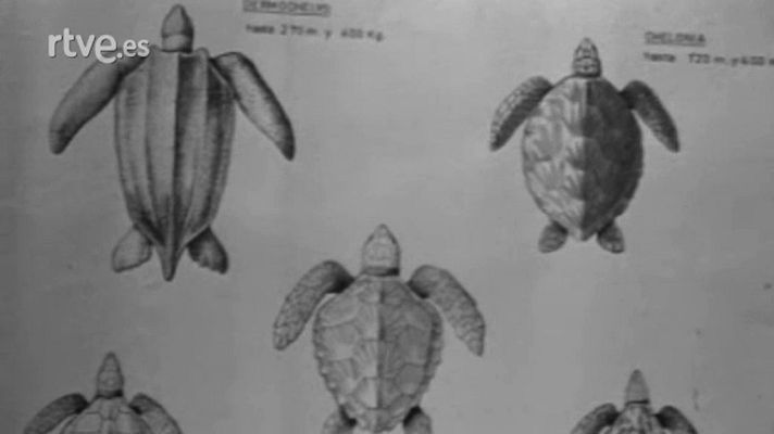 El planeta azul - La agonía del mar (VI)