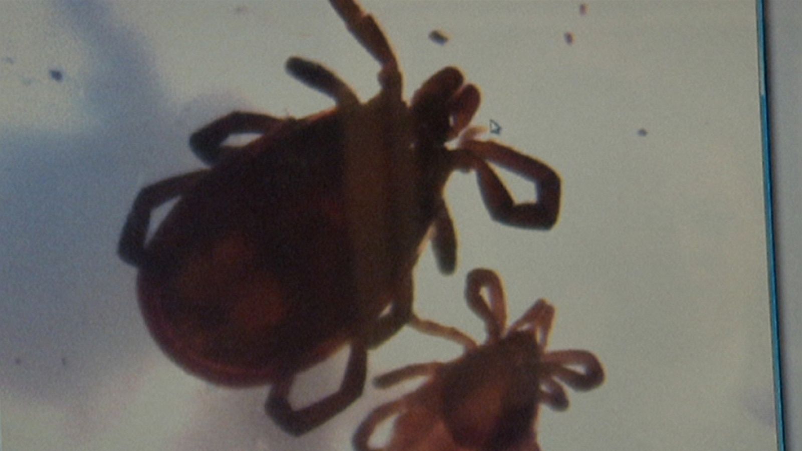 Expertos piensan que las garrapatas infectadas han llegado a bordo de aves del norte de África.