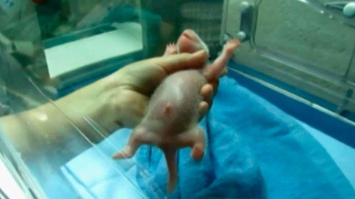 Telediario 1 - Nace en el zoo de Madrid una nueva cría hembra de oso panda gigante