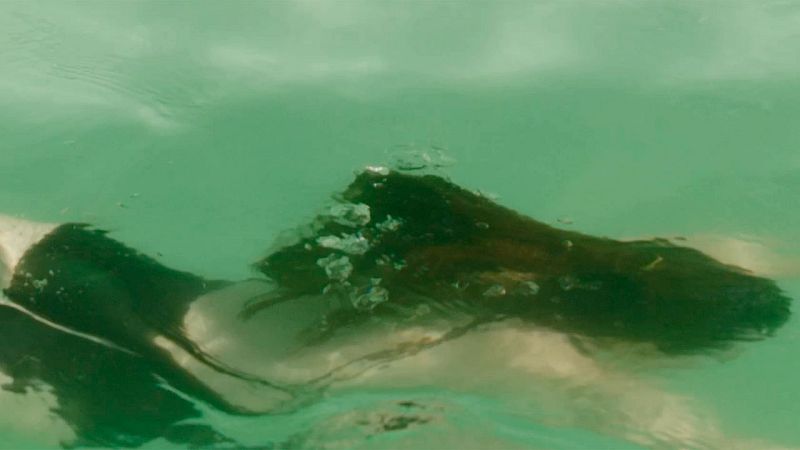 Francis White - En las afueras - Ver ahora