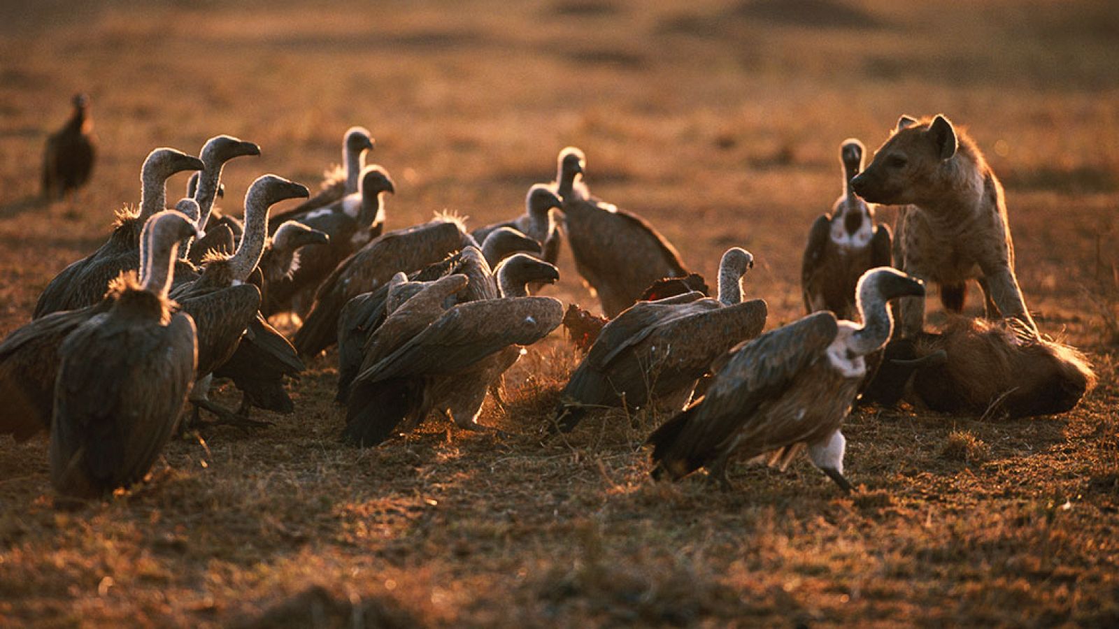 Grandes documentales - África extrema: Las montañas Simien - ver ahora