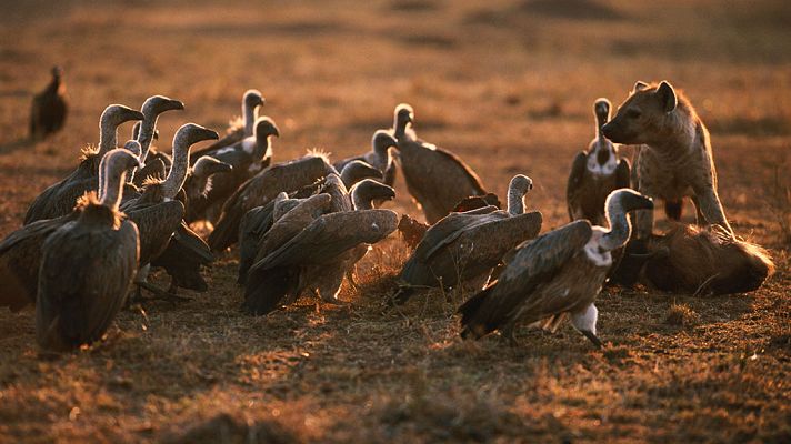 Grandes documentales - África extrema: Las montañas Simien