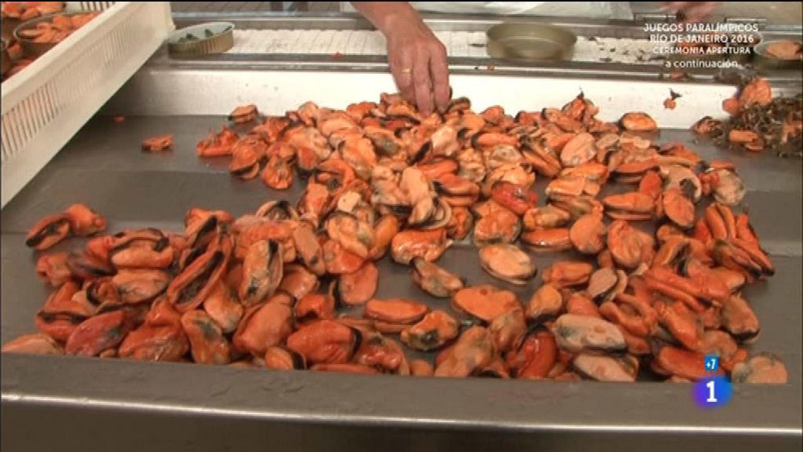 Comando Actualidad - Dar la lata - El mejillón, un tesoro