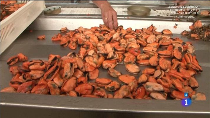 Comando Actualidad - Dar la lata - El mejillón, un tesoro