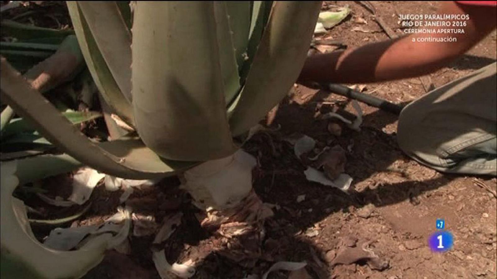 Comando Actualidad - Dar la lata - Aloe vera de aperitivo