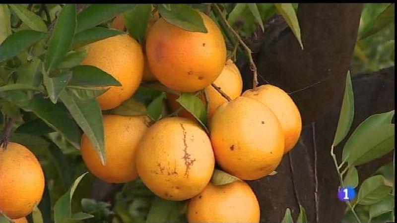 Indicació geogràfica per les taronges de Sóller