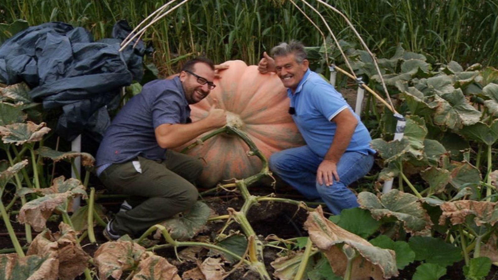 Unas calabazas de récord