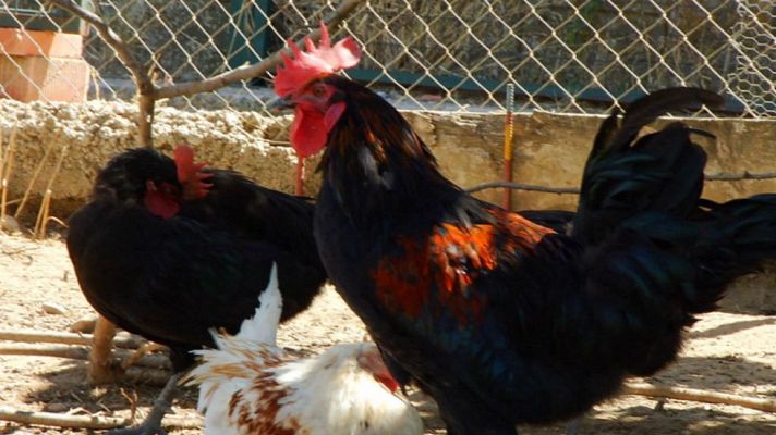 Aquí la Tierra - Unas gallinas un tanto escurridizas