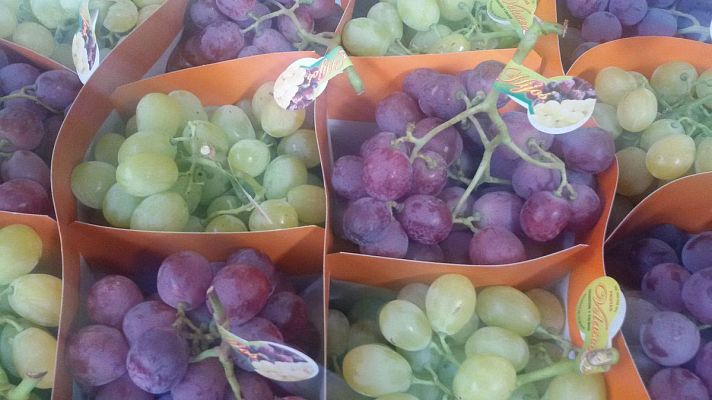 España Directo - Vinalopó ya recoge las uvas de Nochevieja