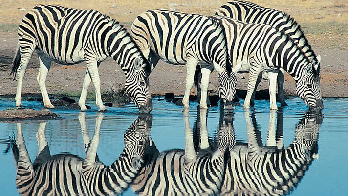 Grandes documentales - África extrema: Etosha. El gran lugar blanco