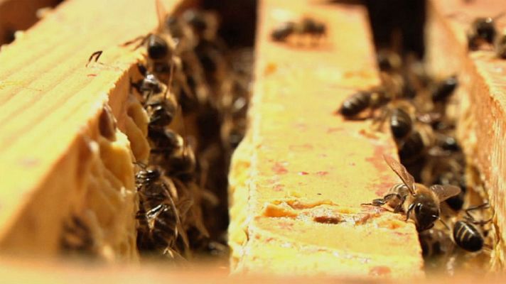 Aquí la Tierra - La medicina de las abejas