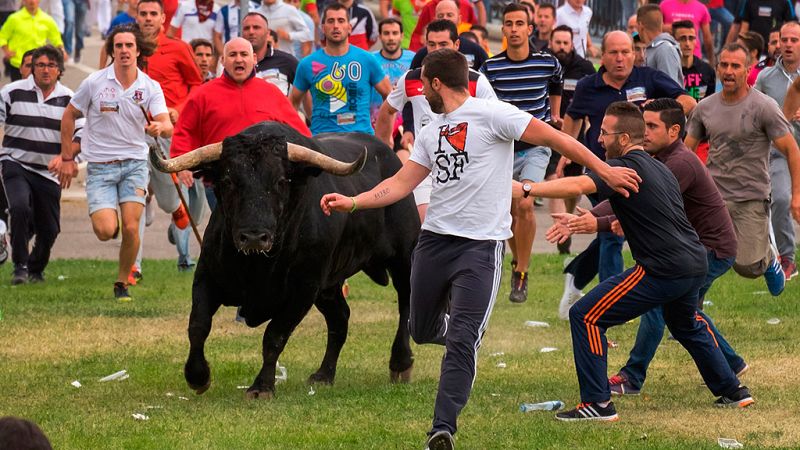 Tensión en el primer festejo taurino de Tordesillas, en el que se prohíbe el sacrificio del animal