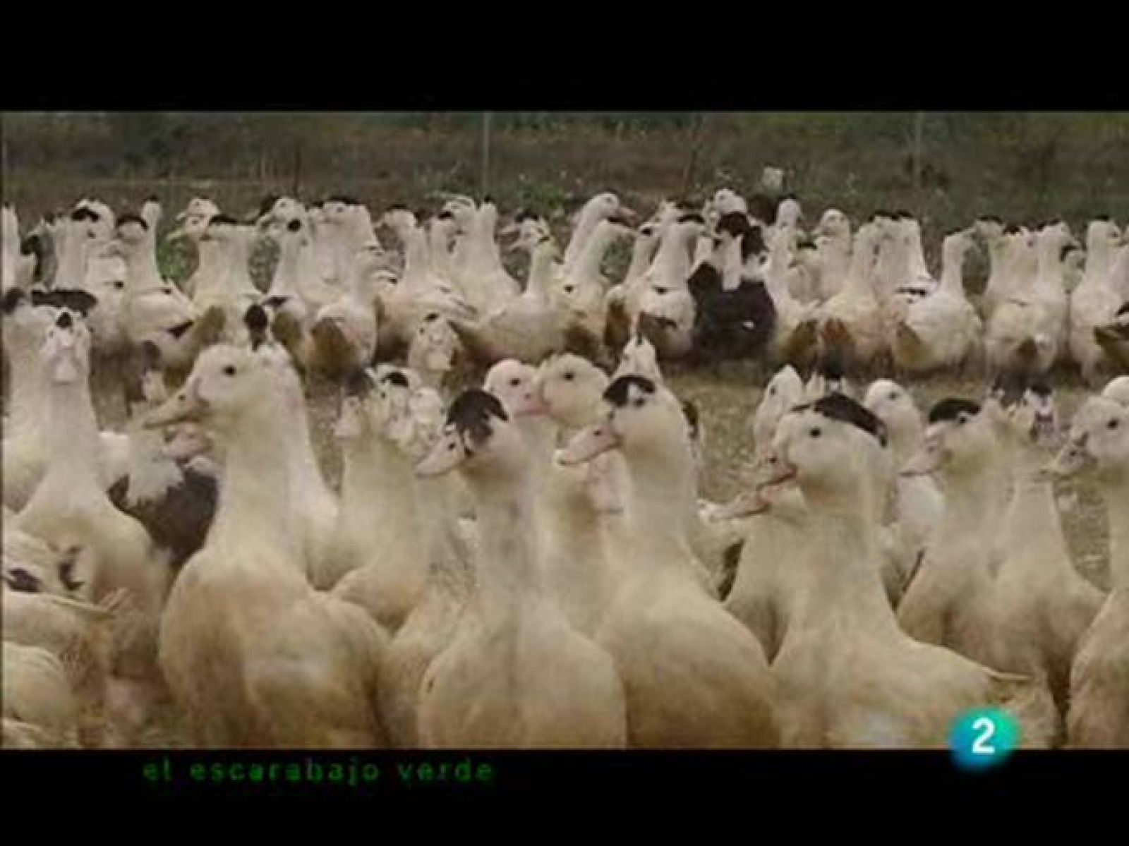 El escarabajo verde - La ética del foie gras - El escarabajo verde | Ver