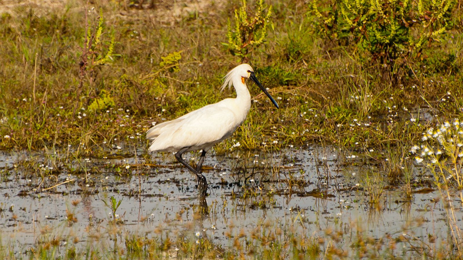 Doñana podría convertirse en Patrimonio Mundial en peligro