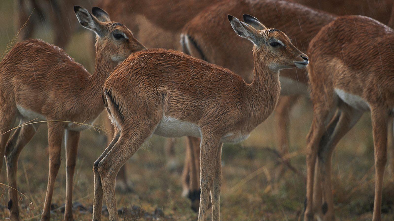 Grandes documentales - Las aventuras de Swala Pala, el pequeño Impala - ver ahora