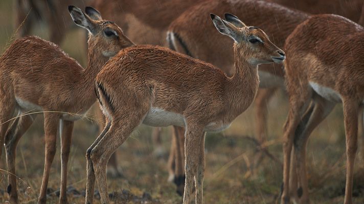Grandes documentales - Las aventuras de Swala Pala, el pequeño Impala