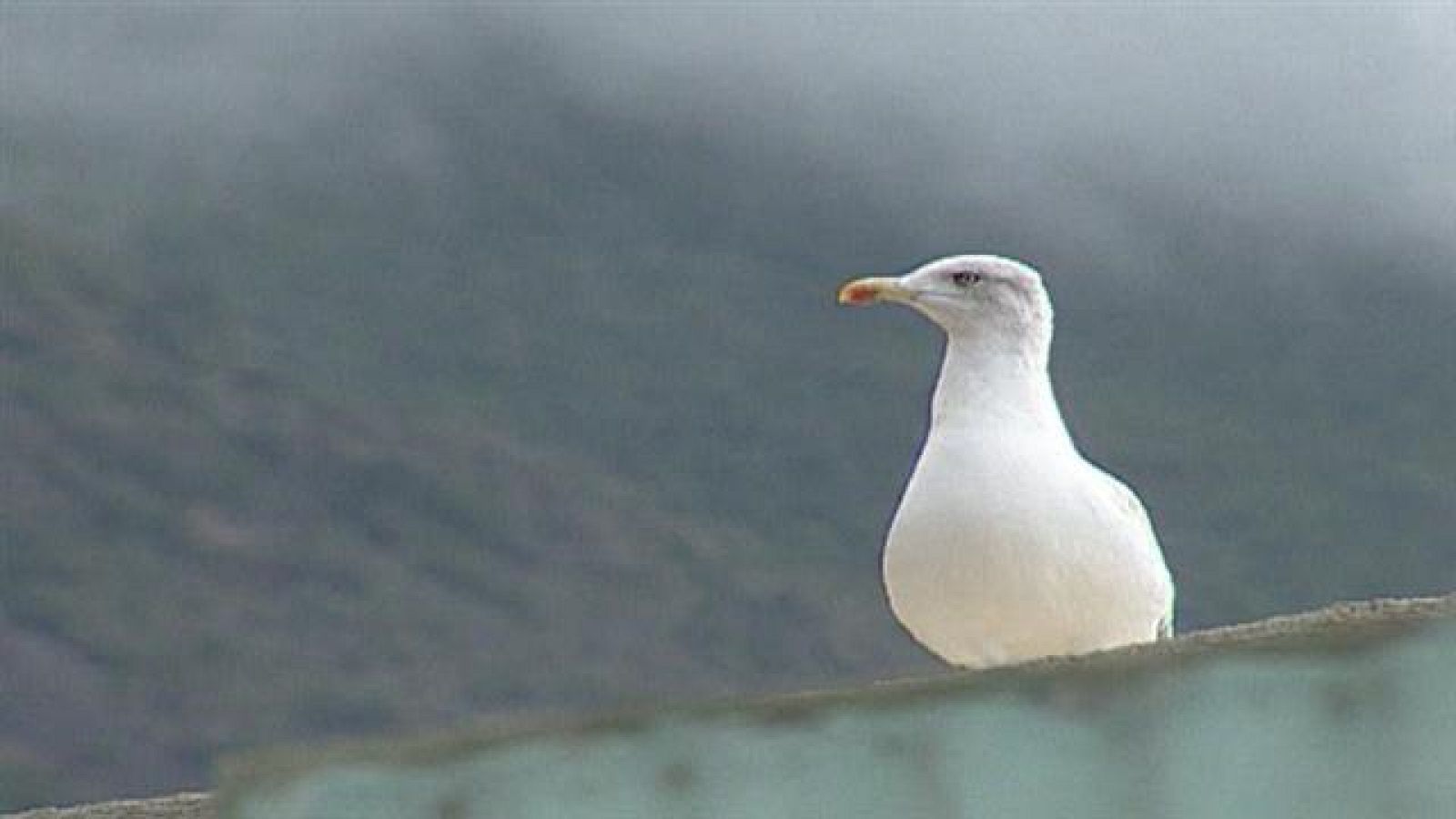 Senderos isleños - Retazos