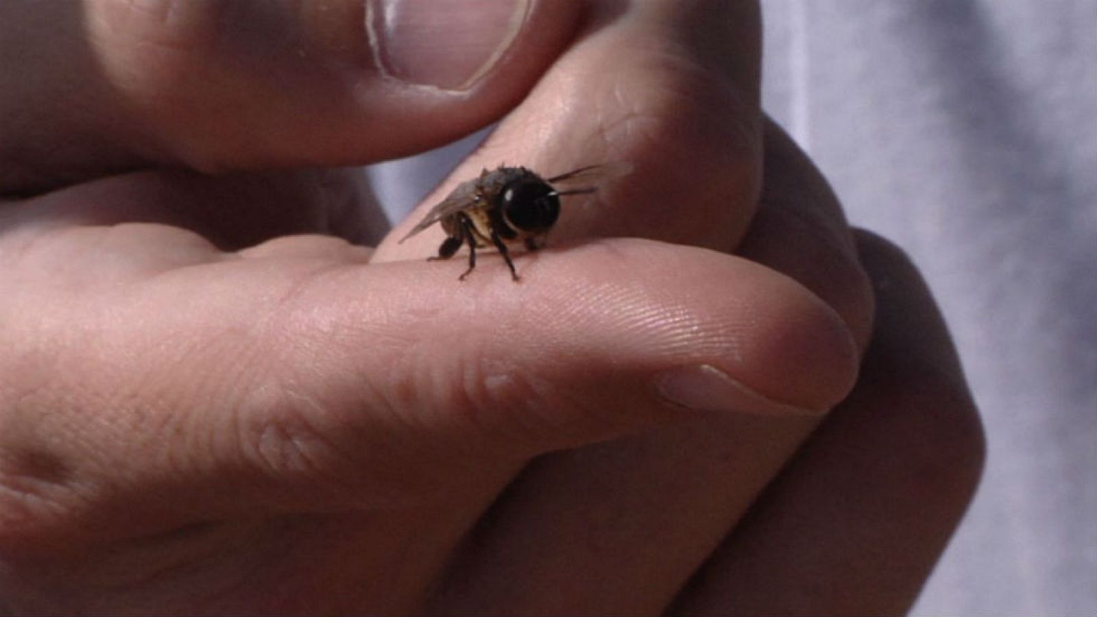 Apadrina una colmena