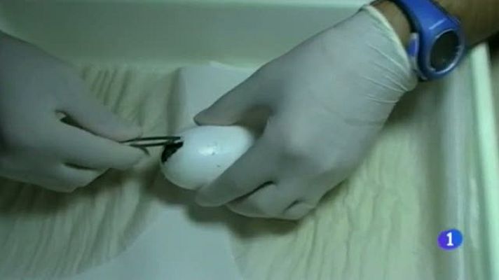 Noticias Aragón - Nacimiento cocodrilos del Nilo - 16/09/2016