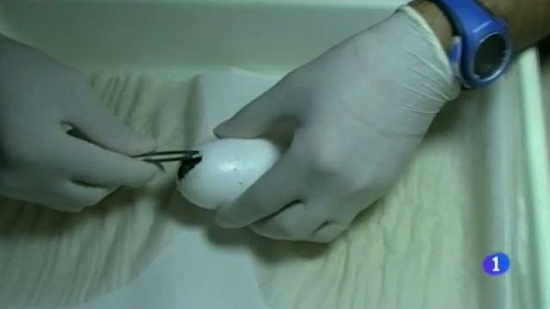 Nacimiento cocodrilos del Nilo - 16/09/2016 | Ver