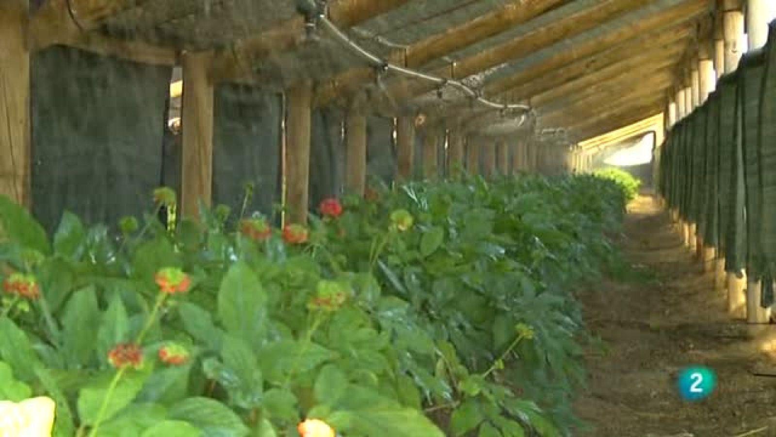 Agrosfera - En primer plano - Ginseng coreano en Soria