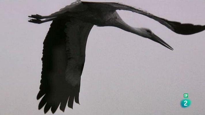 La aventura del Saber - Juan del Junco. Europeos en vuelo