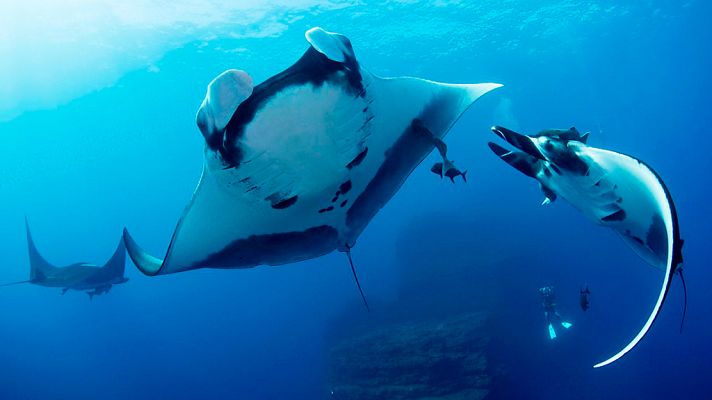 Grandes documentales - Tiburón. Episodio 2