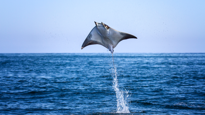  - Tiburón - El baile de las rayas