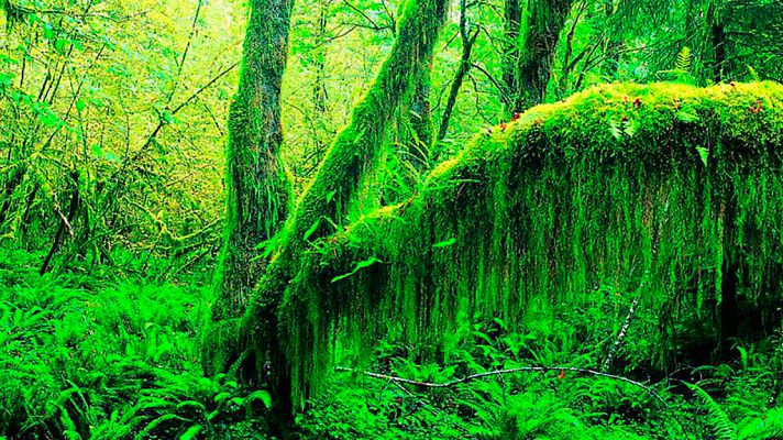 Grandes documentales - Colombia salvaje: El Chocó, la costa salvaje