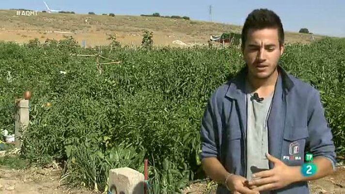 Aquí hay trabajo - 20.000 huertos urbanos donde también se cultiva empleo