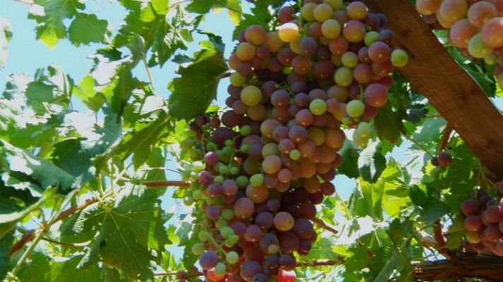 Aquí la Tierra - ¿Se puede hacer vino con una uva de mesa?