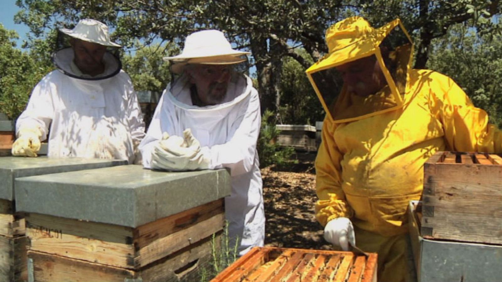 Juan Plantas y la miel