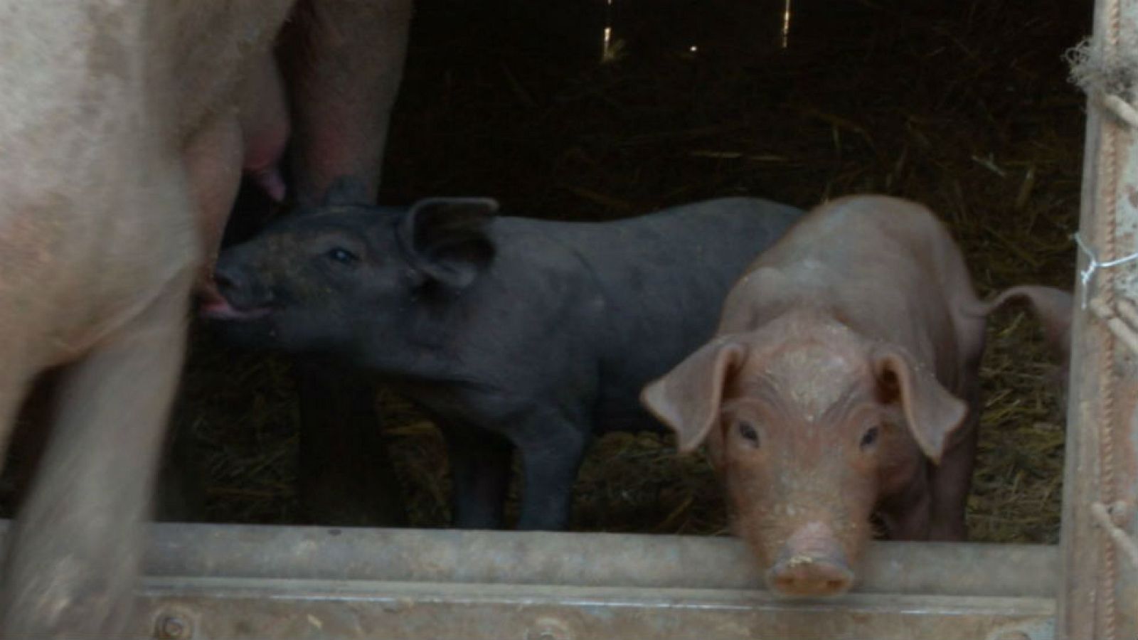 Cerdo ibérico: el origen de todo