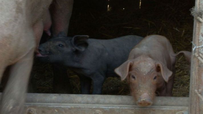 Aquí la Tierra - Cerdo ibérico: el origen de todo