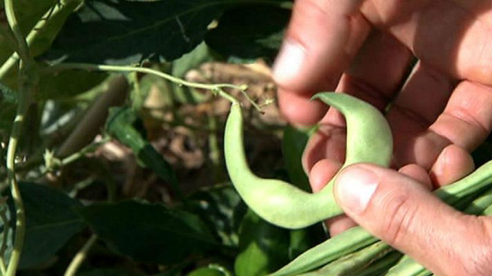 Aquí la Tierra - Lo que no sabías de las judías verdes