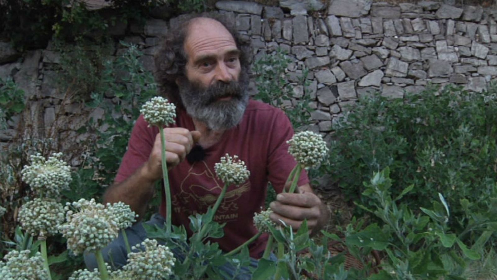 Esteve, el señor de los Bosques