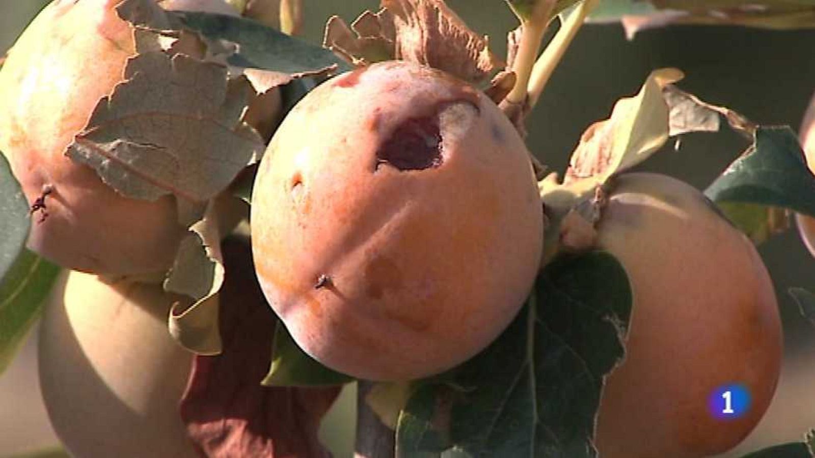 L'Informatiu - Comunitat Valenciana 2 - 27/09/16 - ver ahora